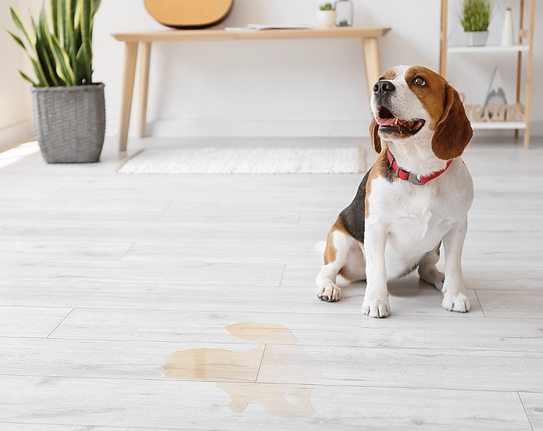 Urine Scalding in Dogs